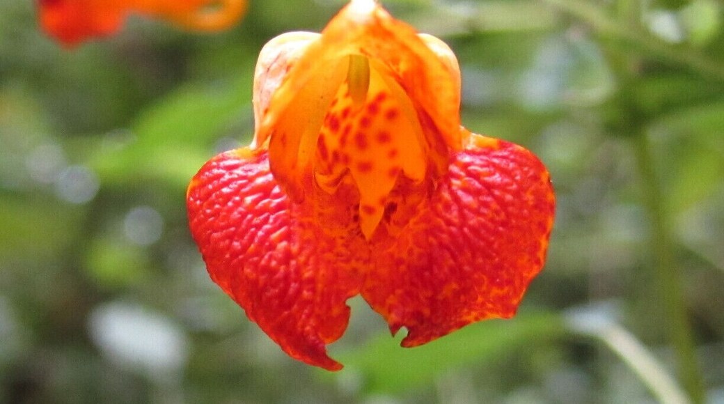 A close-up of the flower of Impatiens capensis or Jewelweed. This native plant is also called touch-me-not because the seed pods burst open and expel their seed when touched. It is said the sap of this plant can help alleviate the itch associated with both poison ivy and mosquito bites.