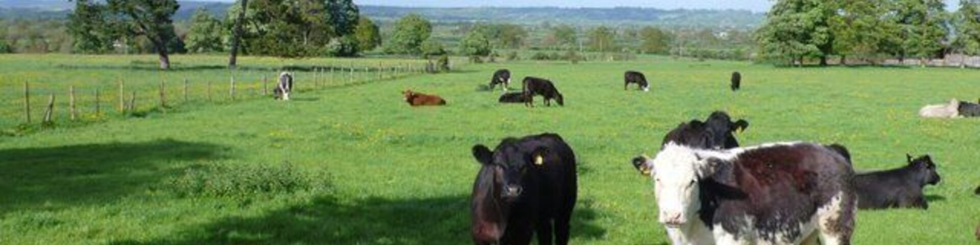 Cattle near Horsington These young cows are close to the footpath that runs from the A357 north to Horsington just north of Abbas Combe