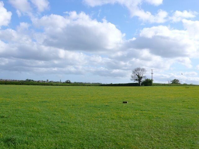 A green field with a tree and a power line in the distance.
