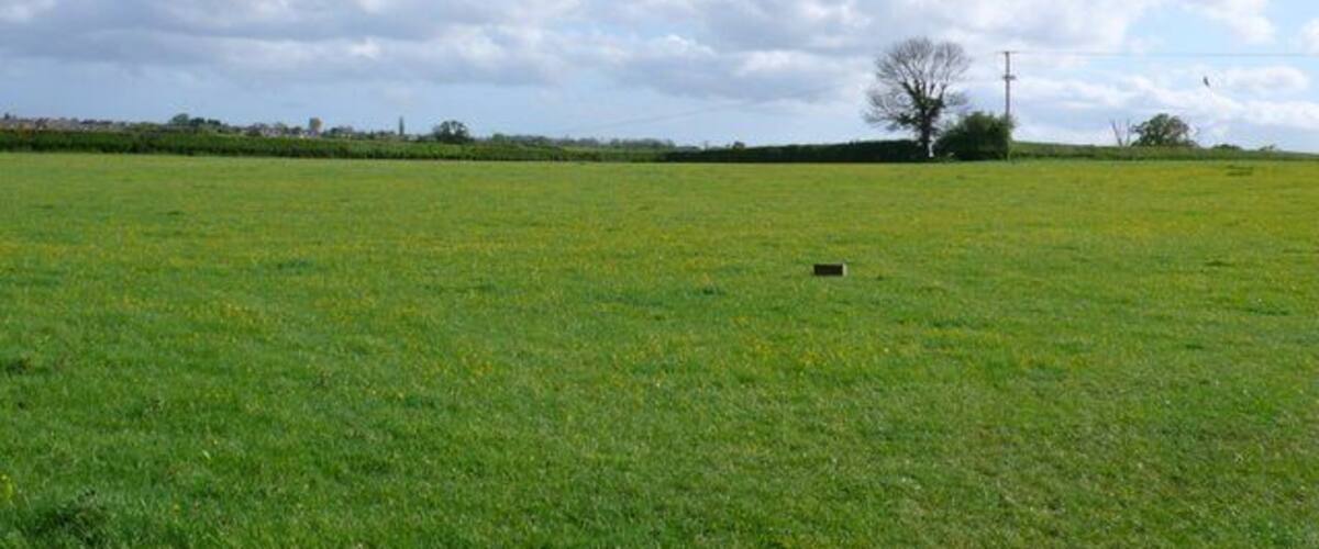 A green field with a tree and a power line in the distance.