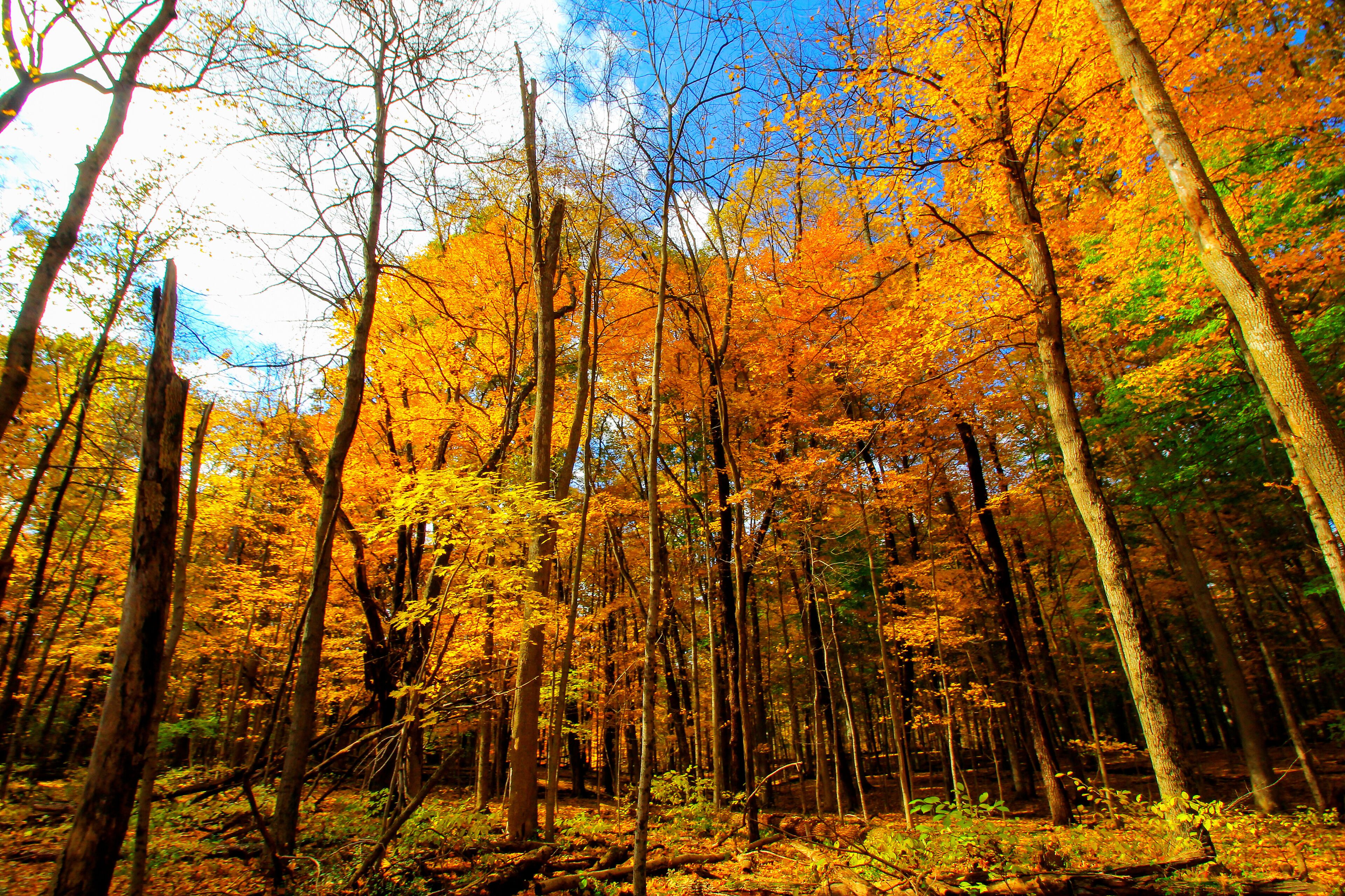 Shale Hollow Park in Autumn, Lewis Center, Ohio