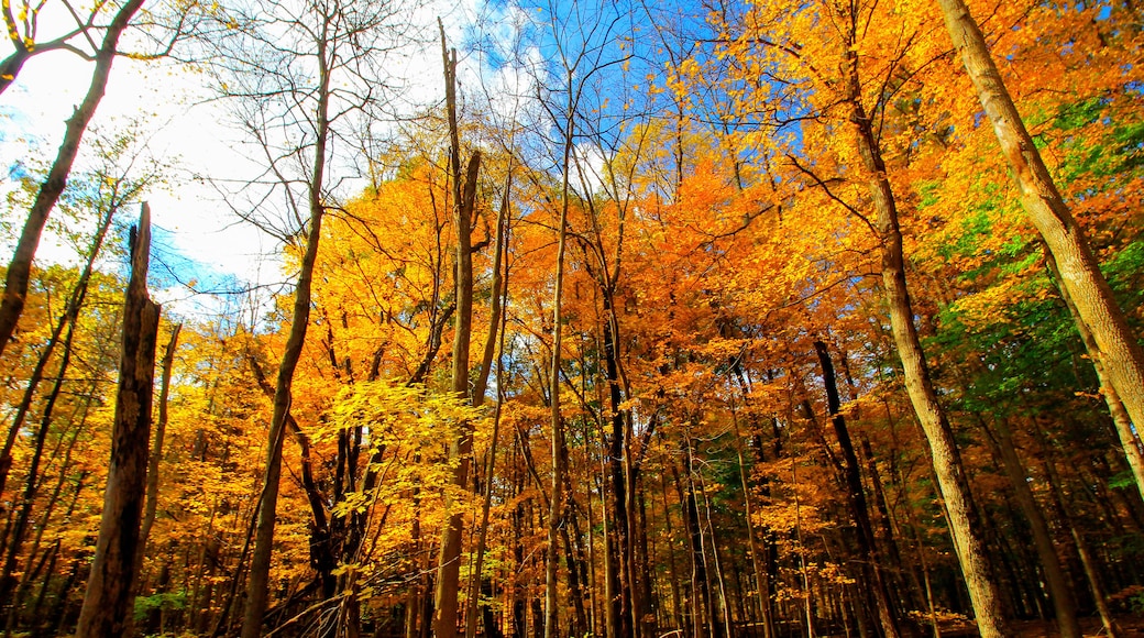 Shale Hollow Park in Autumn, Lewis Center, Ohio