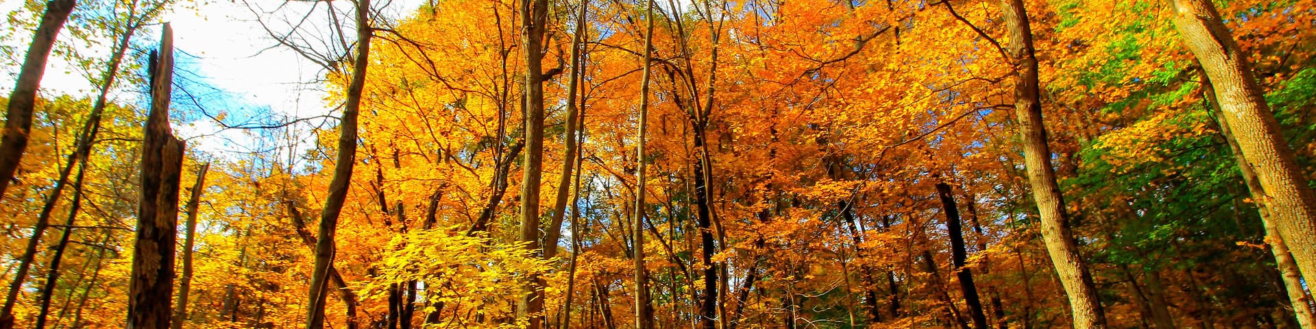 A forest with autumn-colored trees and a clear blue sky.