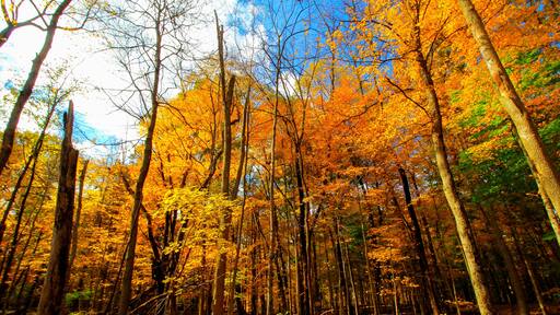 Shale Hollow Park in Autumn, Lewis Center, Ohio