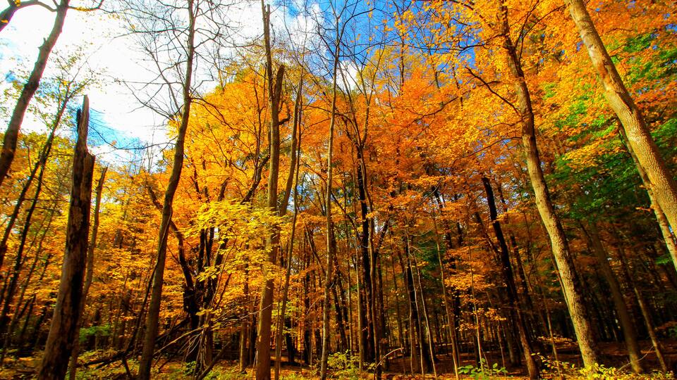 A forest with autumn-colored trees and a clear blue sky.