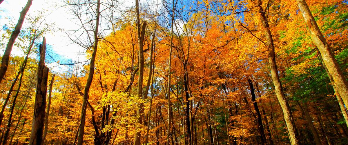 A forest with autumn-colored trees and a clear blue sky.