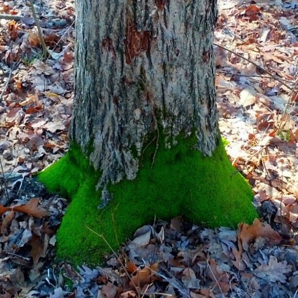 A bright green ring of moss around the base of a tree trunk. Spotted along the trail during the winter hike at Highbanks Metro park. 