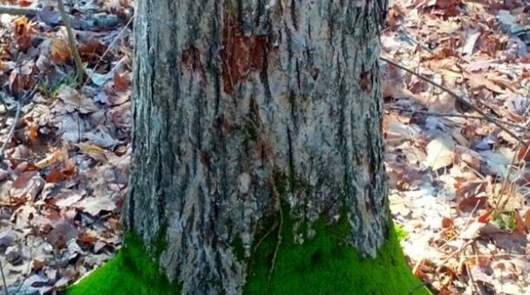 A bright green ring of moss around the base of a tree trunk. Spotted along the trail during the winter hike at Highbanks Metro park.