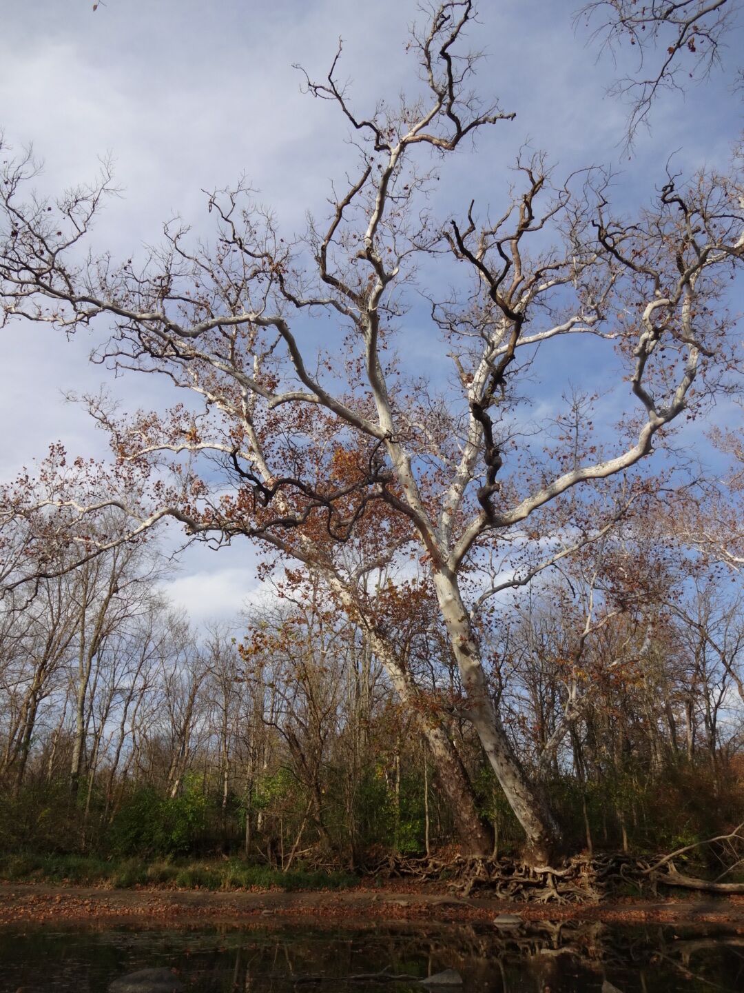 A stately specimen of the American Sycamore (Platanus occidentalis) towering above the shore line of the Olentangy River as it flows through Highbanks Metro Park.

#treetrove