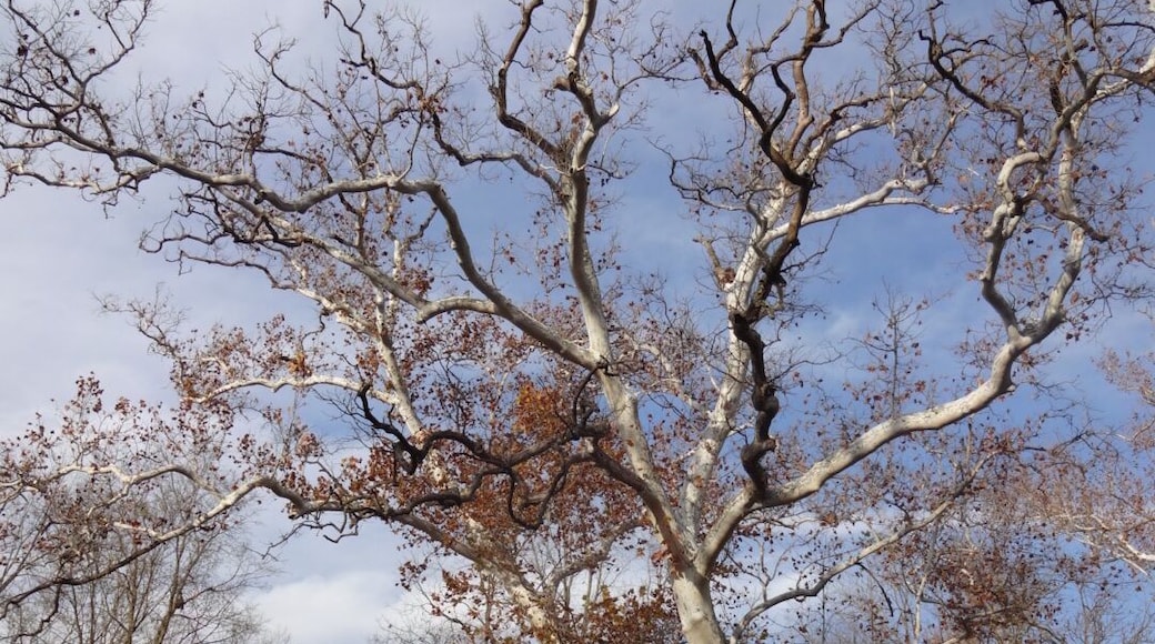 A stately specimen of the American Sycamore (Platanus occidentalis) towering above the shore line of the Olentangy River as it flows through Highbanks Metro Park.
#treetrove