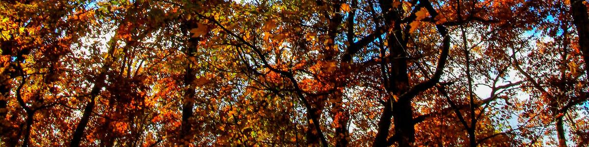 Shale Hollow Park in Autumn, Lewis Center, Ohio