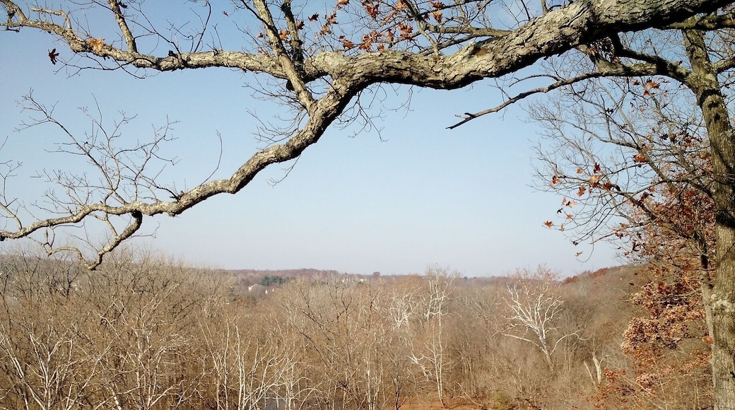 A view from the Eagle nest overlook. There is an Bald Eagle in the tops of a tree in the distance.