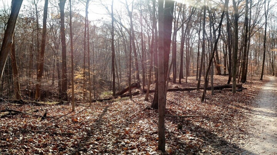 A sunny late November day at Highbanks Metro Park on the Overlook trail.
