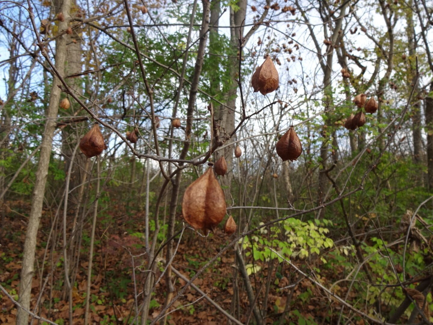 The three lobed inflated papery seed capsule of the American Bladdernut (Staphylea trifolia). These often persist into winter after the leaves have fallen and stand out in the otherwise barren scrub brush.