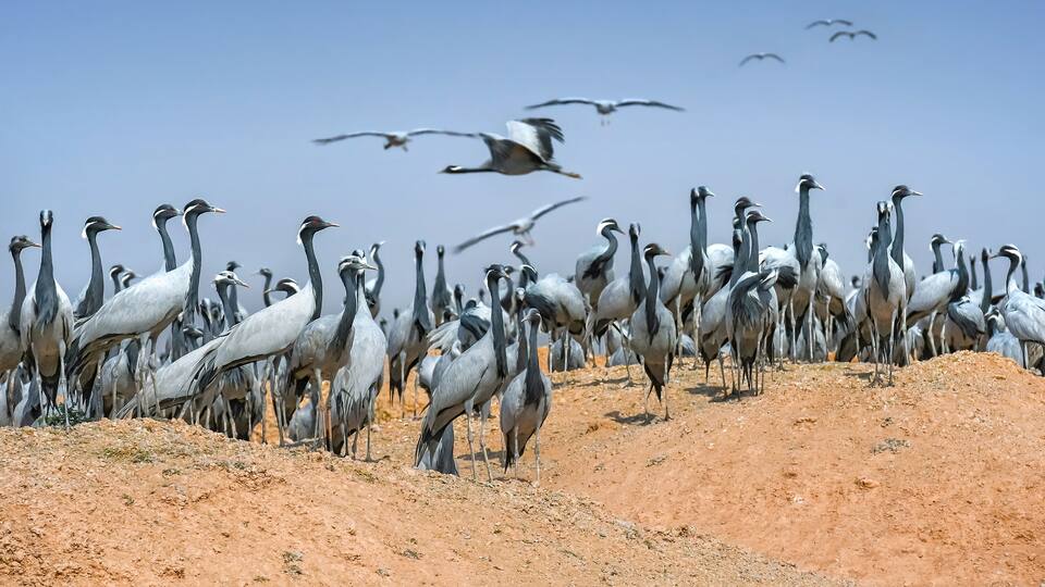 Demoiselle cranes overwintering in Rajasthan - India