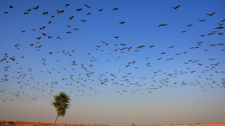 Flock of demoiselle crains flying in blue sky, Khichan village,