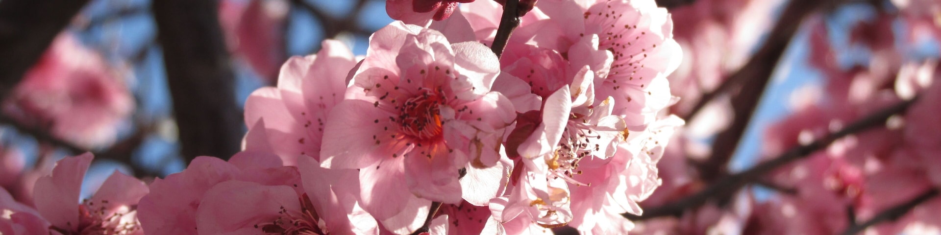 Australian Cherry Blossoms. They only bloom once a year usually in September. Although less popular than Japan's hanami, there some great places to view these flowers in full bloom in Australia.