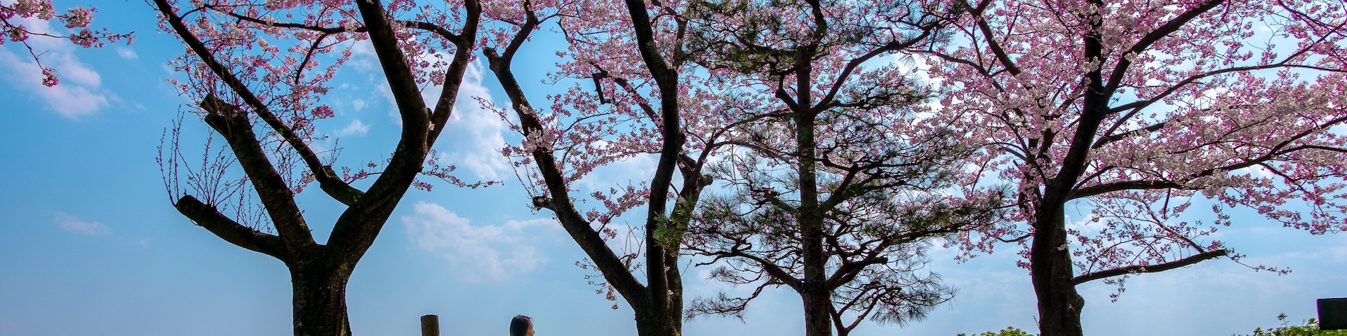 Flores de cerezo, un lago y un banco.