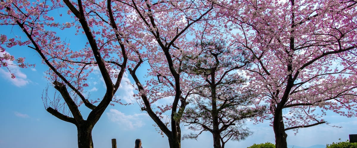 Cherry blossom trees, a lake, and a bench.