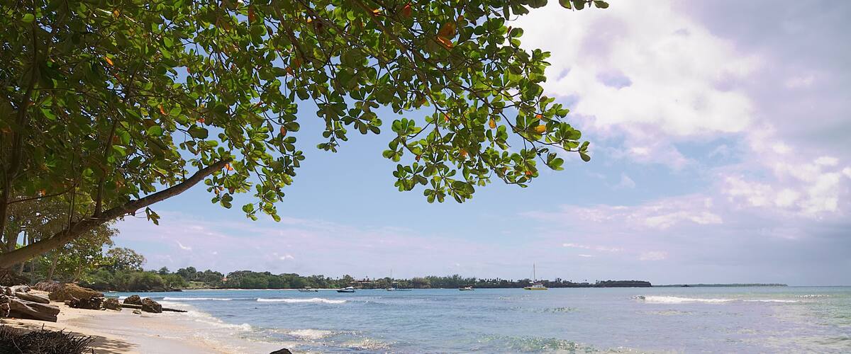 A beach with clear water, a sandy shore, and a tree with green leaves.