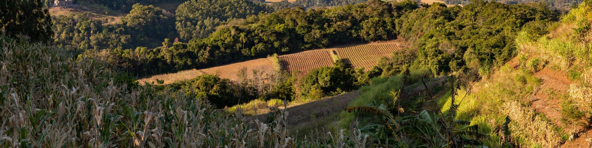Farm fields in a valley with forest
