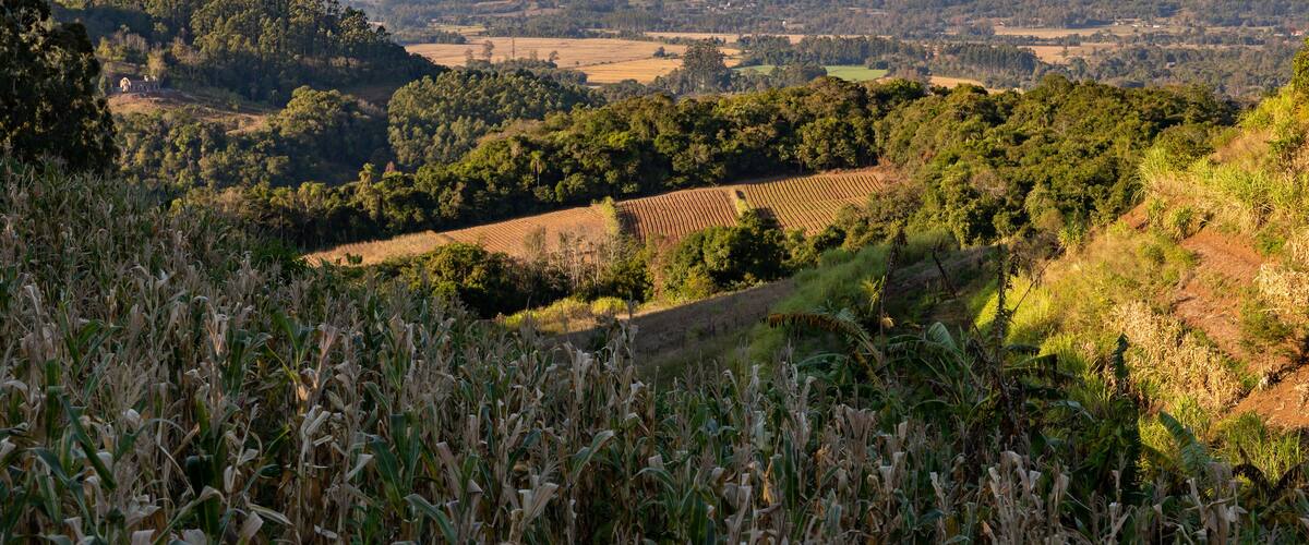 A rural landscape with a cornfield, rolling hills, and scattered trees.
