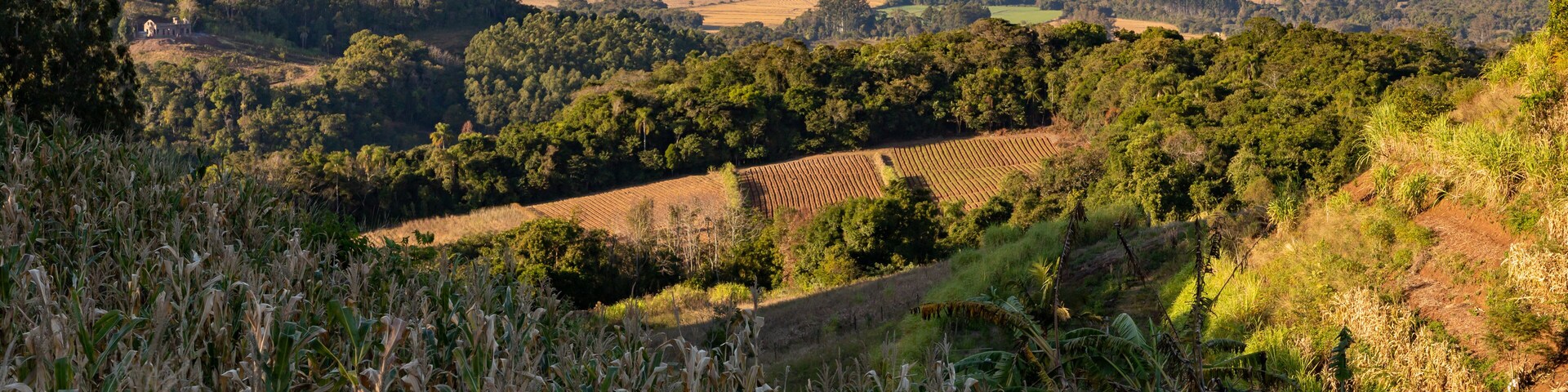A rural landscape with a cornfield, rolling hills, and scattered trees.