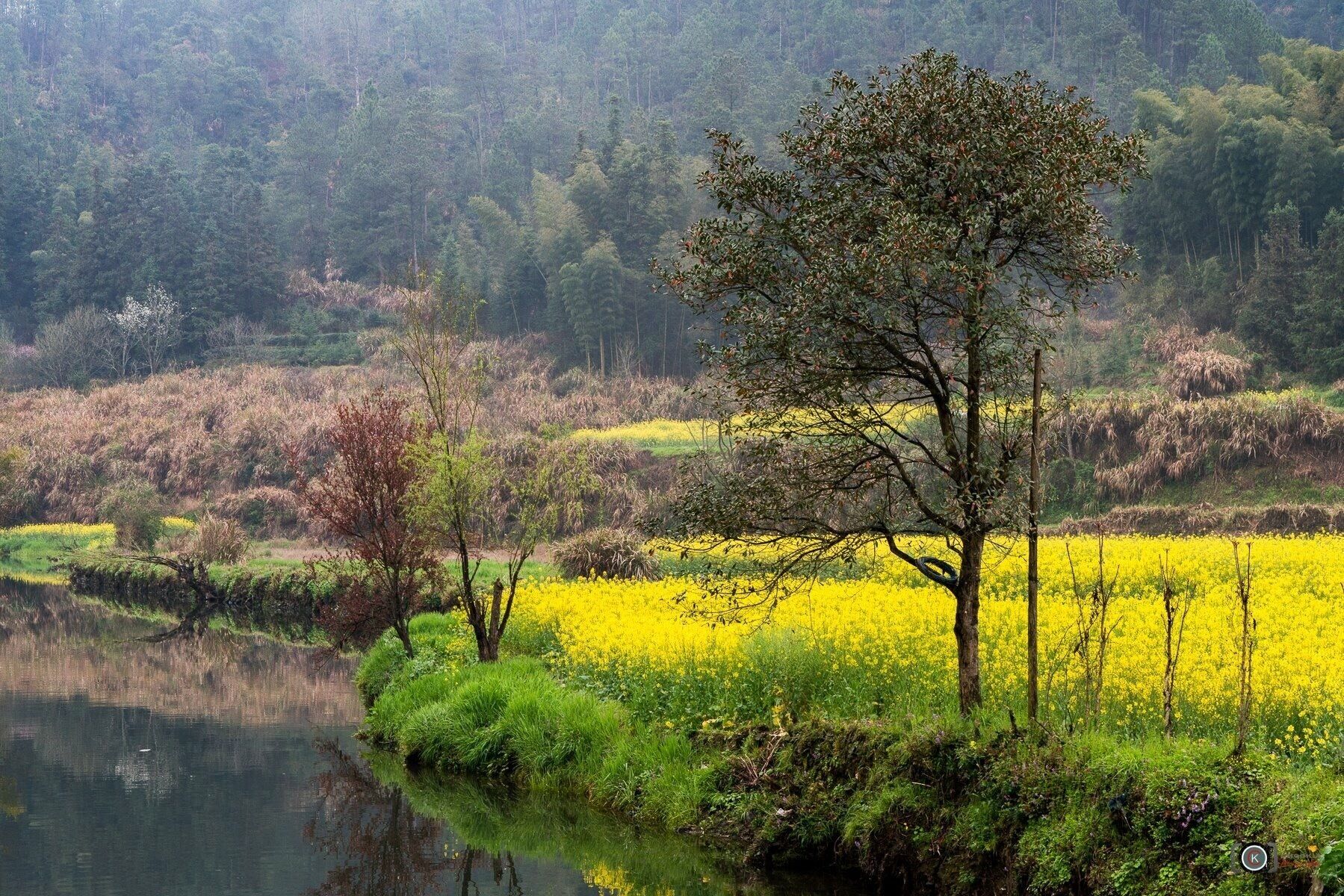 Field Of Yellow  II 婺源 Wuyuan- China 
"人生過客匆匆，相機抓住每個剎那，與我擦肩而過的人和事"