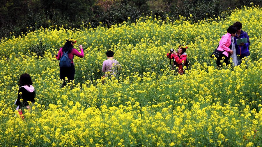 #Spring to #Wuyuan,Rape flowers are yellowing the fields.
https://twitter.com/Beautifulgx
