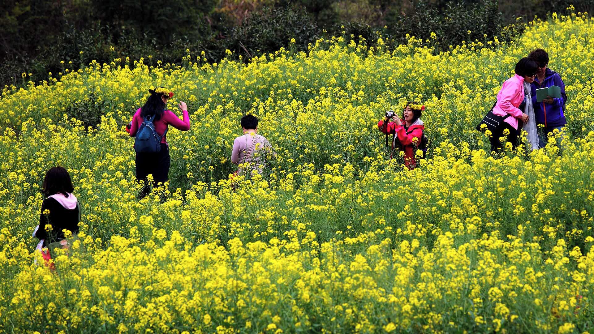 A field of yellow flowers with people walking and taking photos.