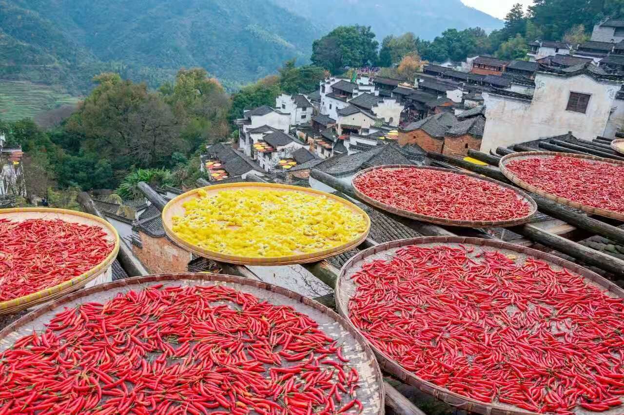 A mountainous village with terraced houses and large trays of dried chilies.