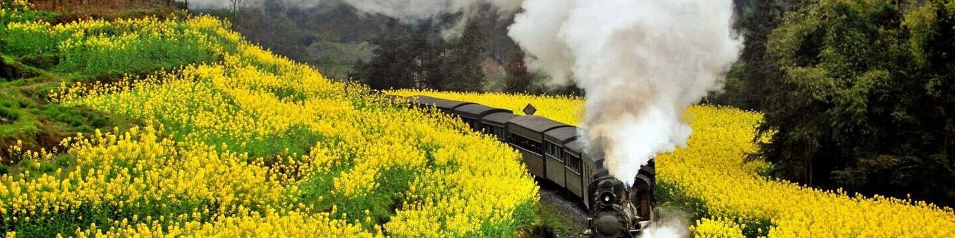 Un tren con locomotora de vapor que viaja por un campo de flores amarillas.