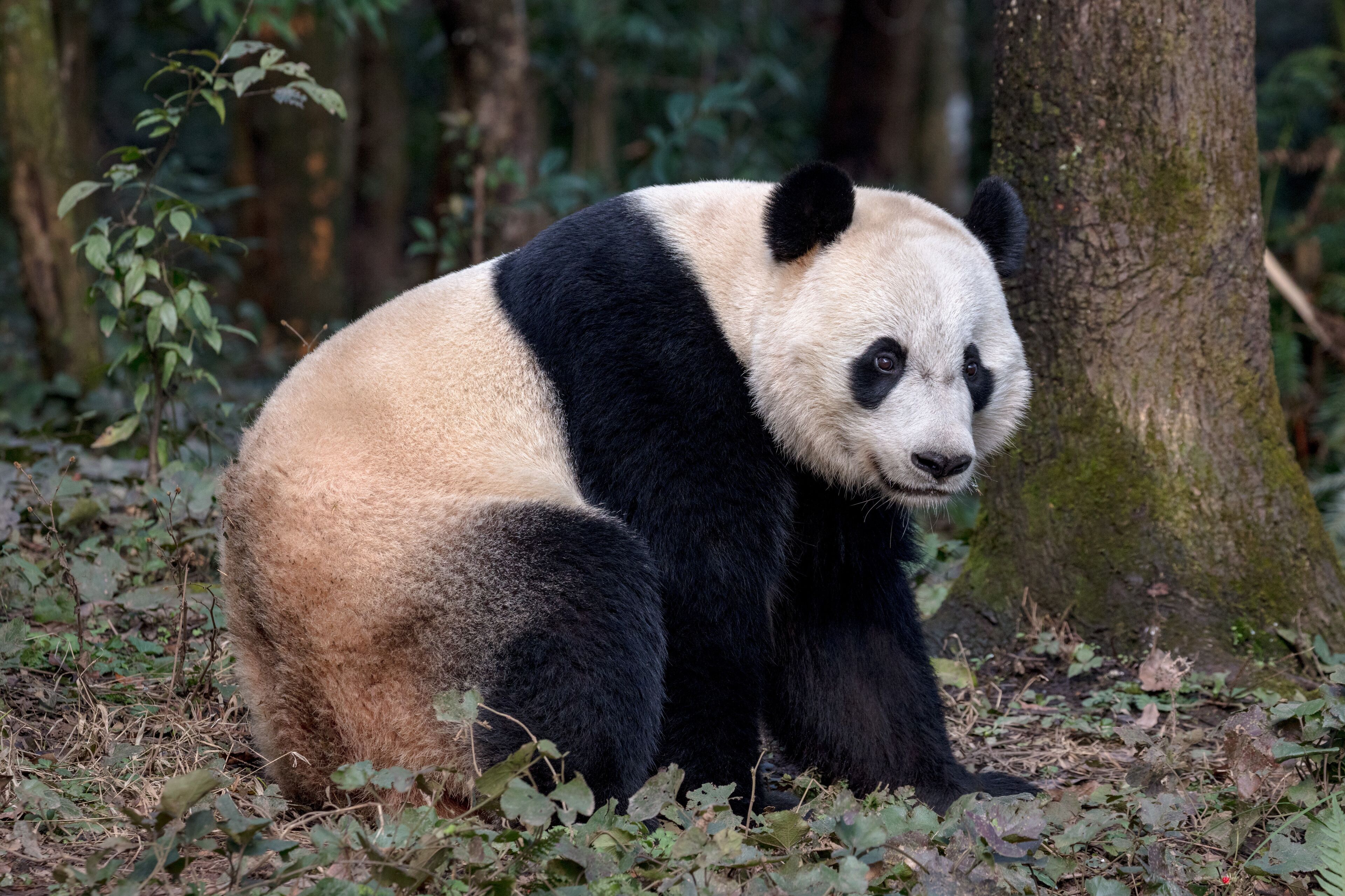 Panda Bear Sitting in the Forest of Bifengxia Panda Reserve in Ya'an Sichuan Province, China. Fluffy Panda "Bei Bei" sitting on the ground, looking at the viewer. Protected Species Animal Conservation