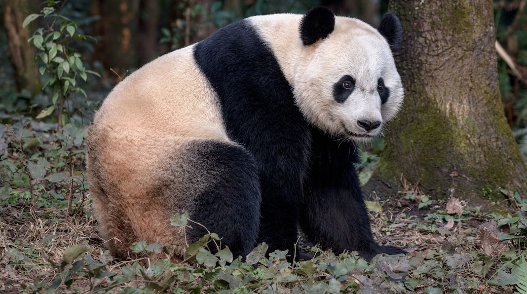 Panda Bear Sitting in the Forest of Bifengxia Panda Reserve in Ya'an Sichuan Province, China. Fluffy Panda "Bei Bei" sitting on the ground, looking at the viewer. Protected Species Animal Conservation