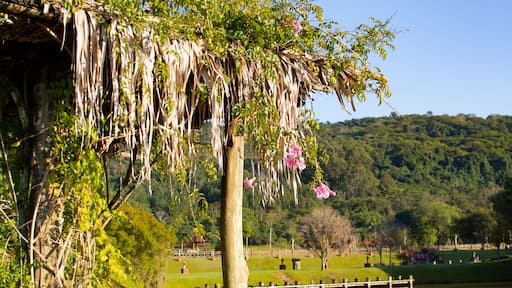 كامبينا غراندى دو سول