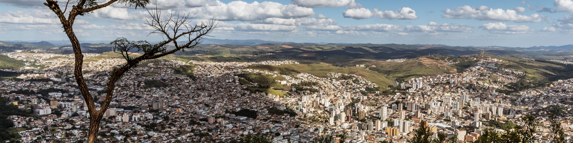 Un árbol en primer plano con un extenso paisaje urbano al fondo.