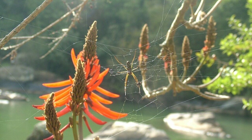 Aranha - véu das noivas