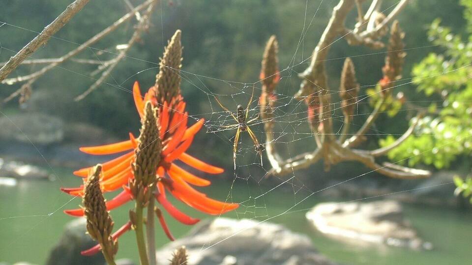 Aranha - véu das noivas