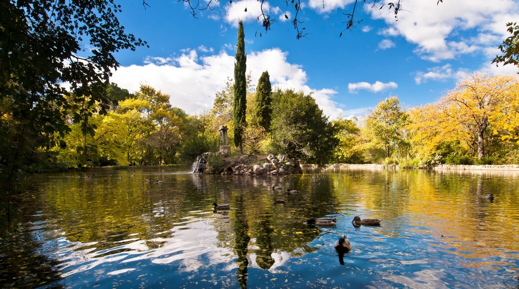 Parque "El Capricho" - Madrid (España) - Estanque y patos