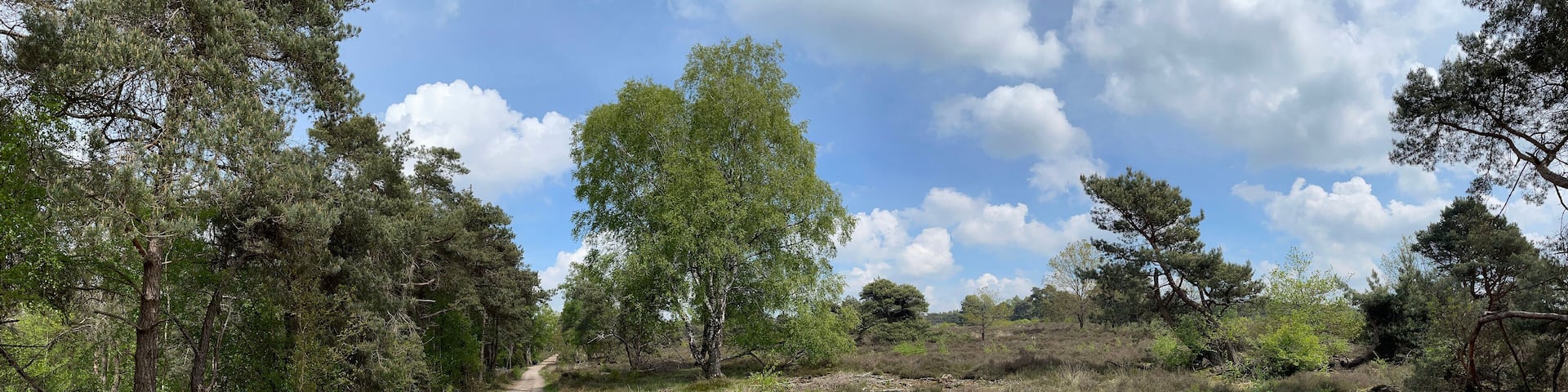 A dirt path through a forested area with trees and shrubs.