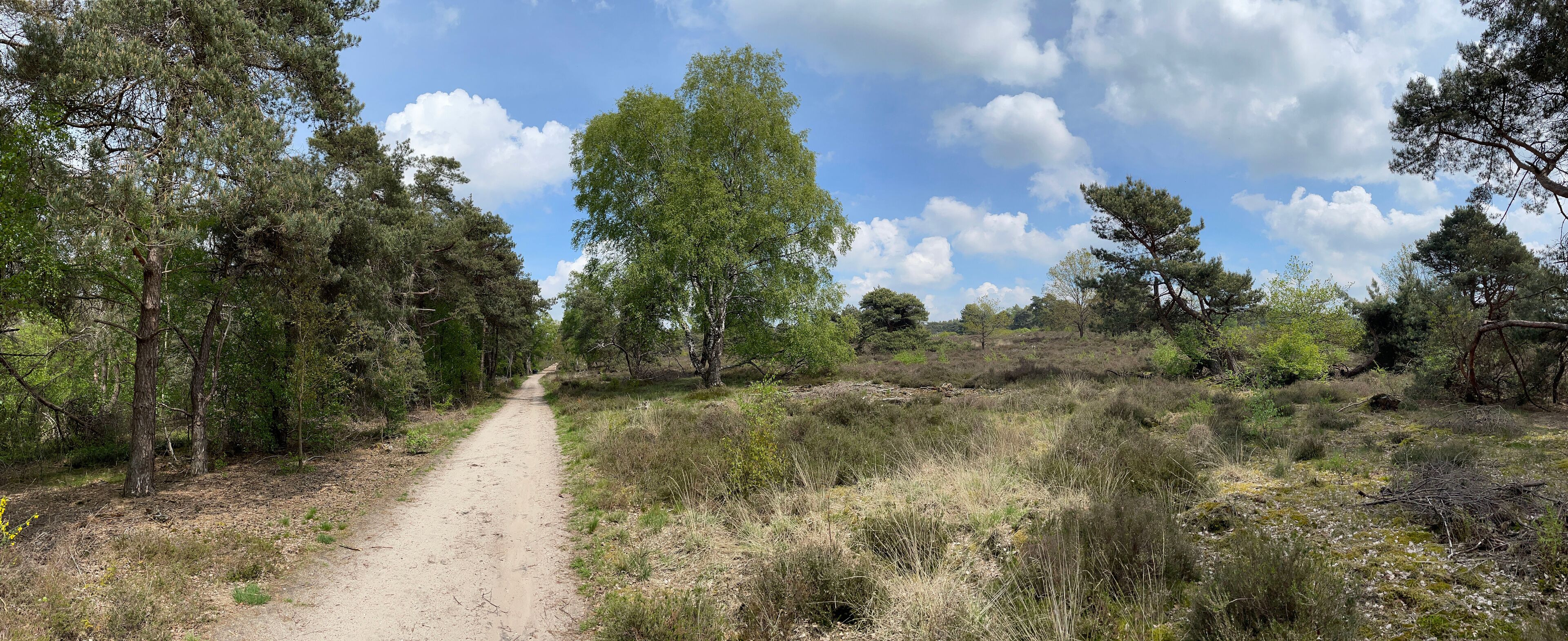 A dirt path through a forested area with trees and shrubs.