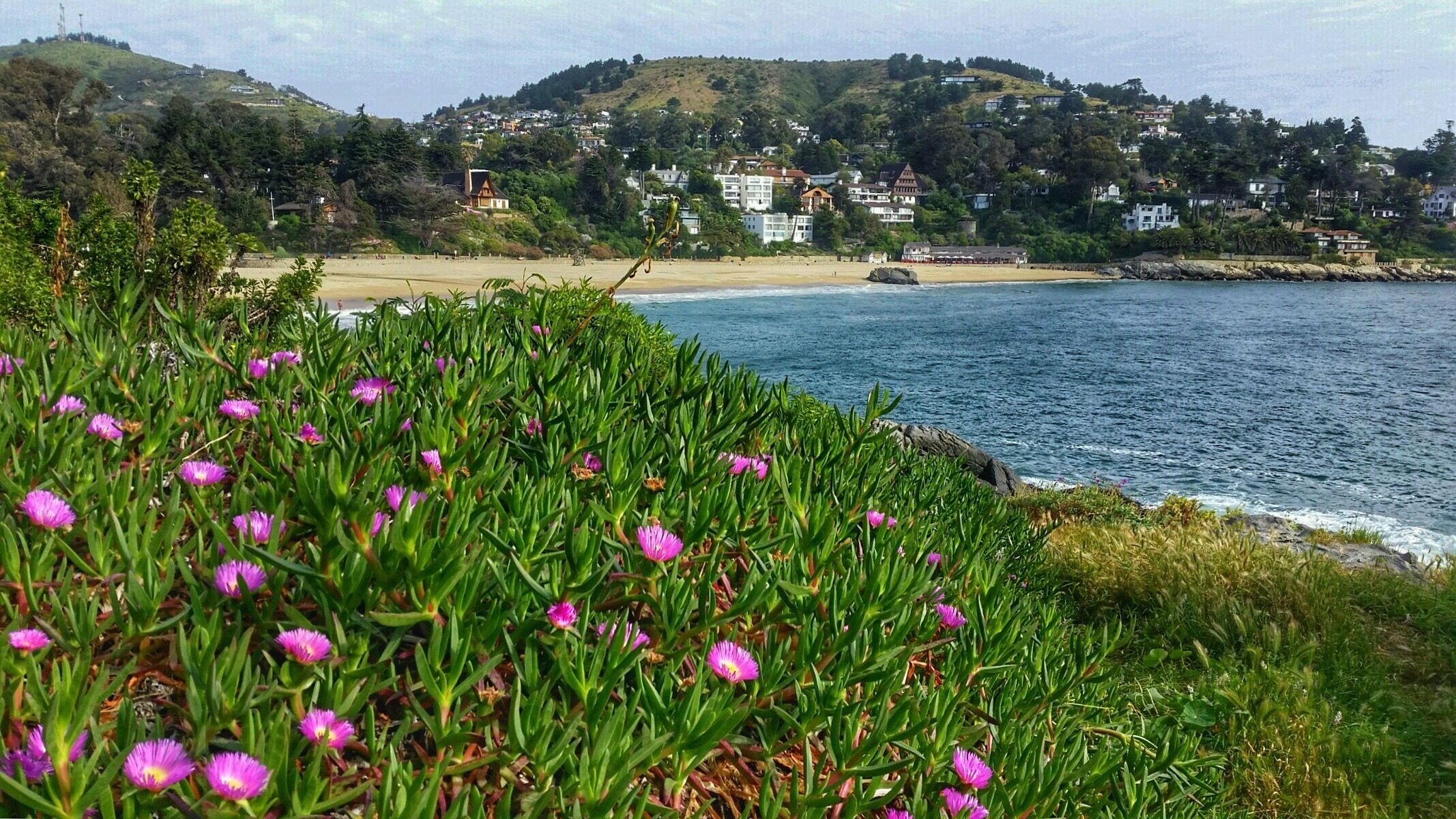 A coastal landscape with a beach, houses on a hillside, and purple flowers in the foreground.