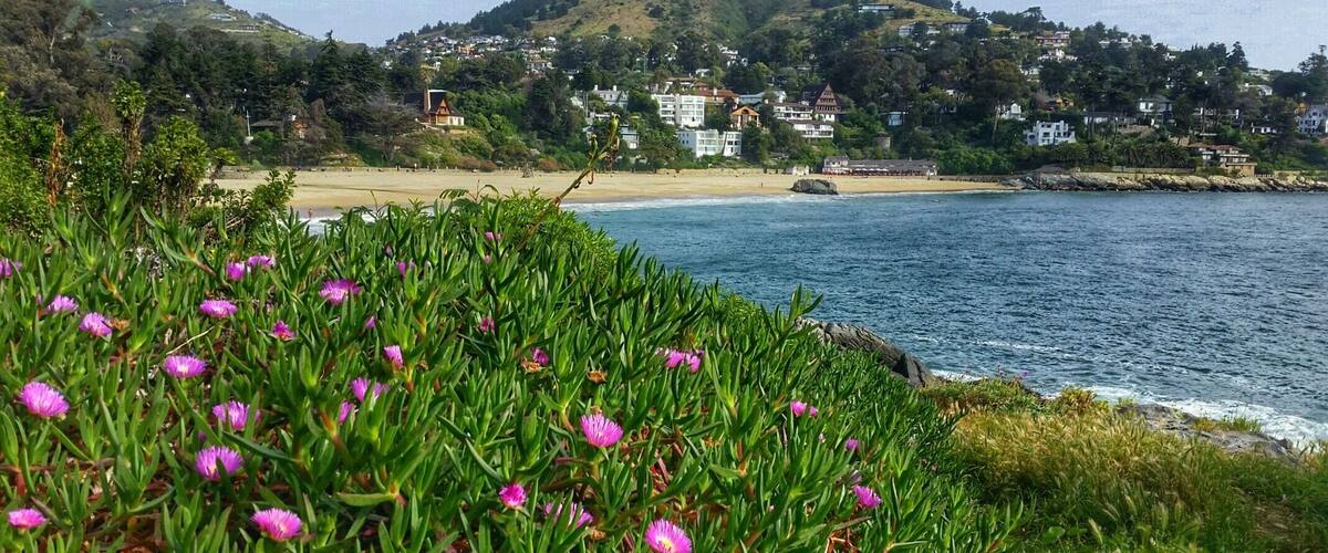 A coastal landscape with a beach, houses on a hillside, and purple flowers in the foreground.