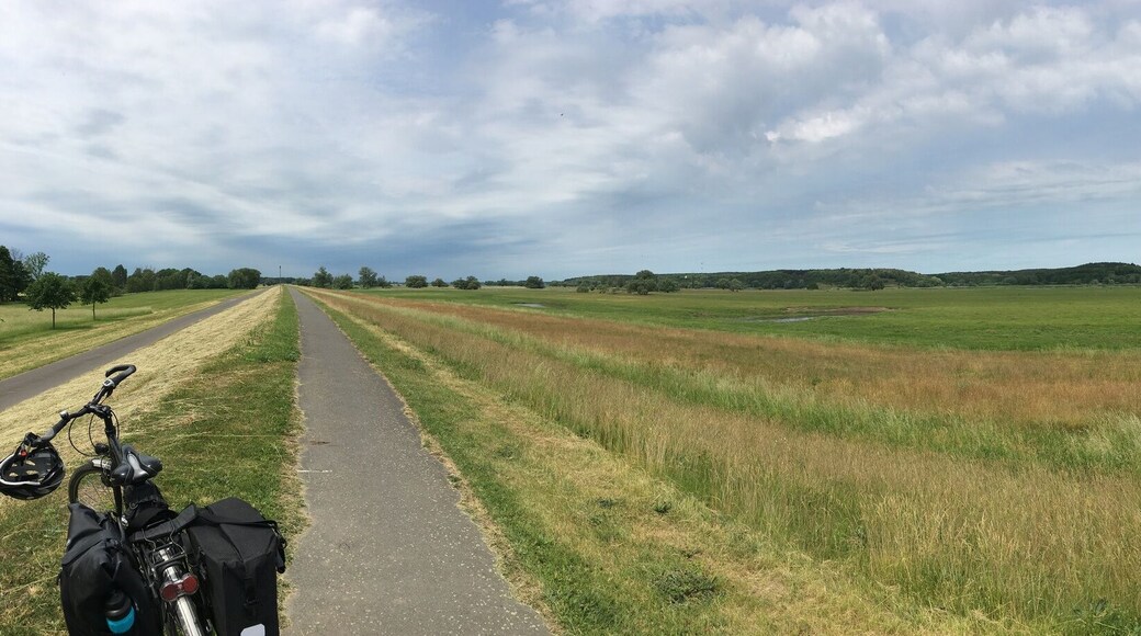 Auf dem Oderradweg, östlich von Wrietzen.