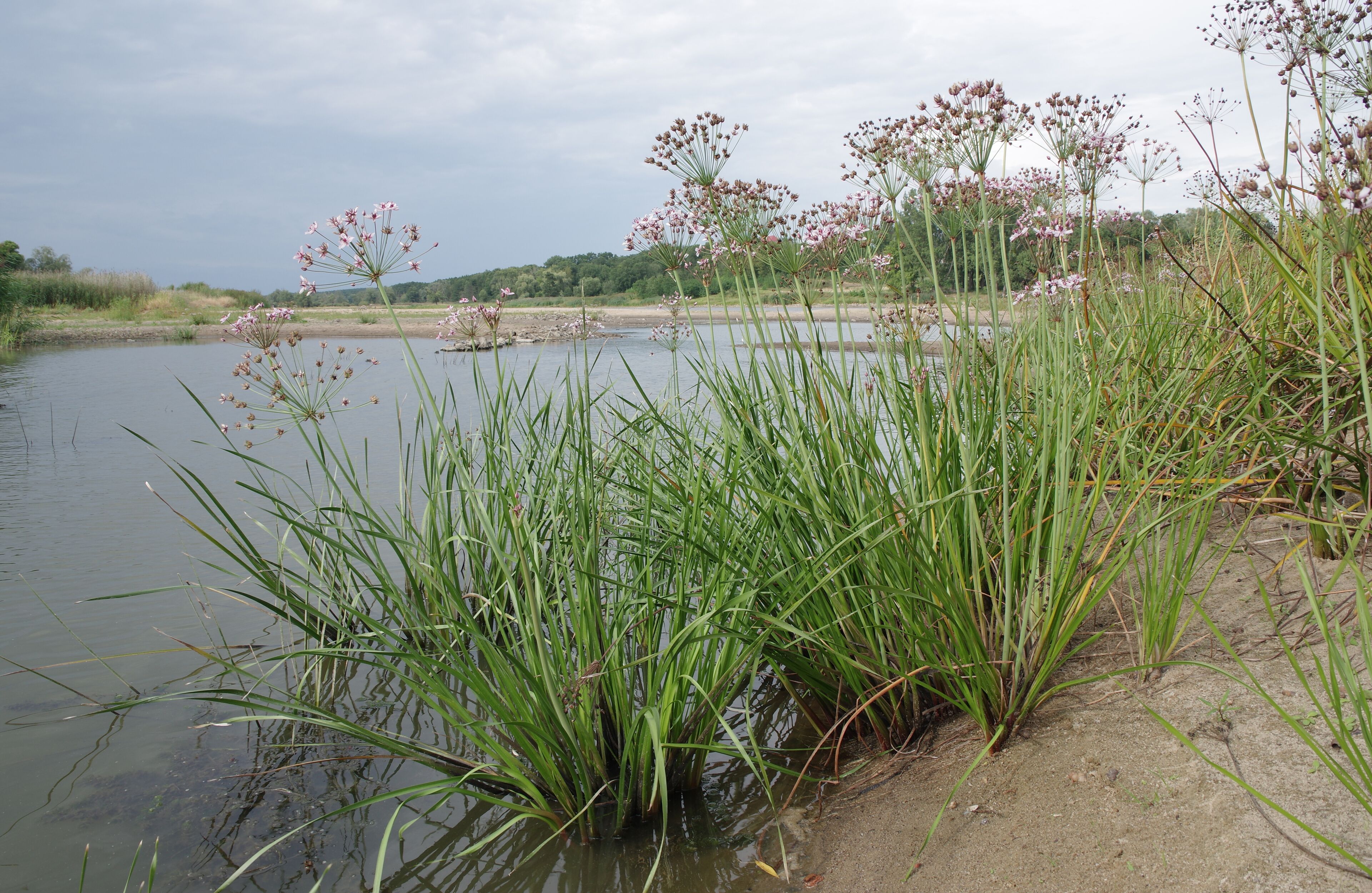 Altlauf der Oder bei Niedrigwasser mit Pionierfluren und Kleinröhrichten – hier Schwanenblumen (Butomus umbellatus) – im NSG und FFH-Gebiet „Odervorland Gieshof“, Oderbruch (Lkr. Märkisch-Oderland, Brandenburg). Bestandteil des EU-Vogelschutzgebiets „Mittlere Oderniederung“.