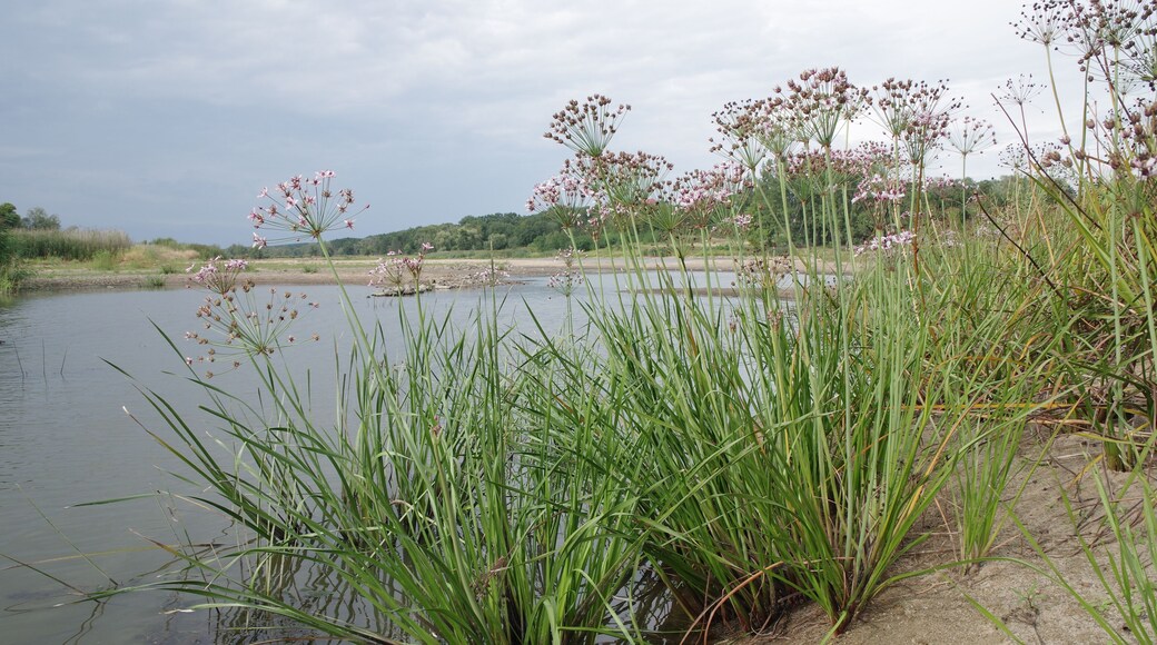 Altlauf der Oder bei Niedrigwasser mit Pionierfluren und Kleinröhrichten – hier Schwanenblumen (Butomus umbellatus) – im NSG und FFH-Gebiet „Odervorland Gieshof“, Oderbruch (Lkr. Märkisch-Oderland, Brandenburg). Bestandteil des EU-Vogelschutzgebiets „Mittlere Oderniederung“.