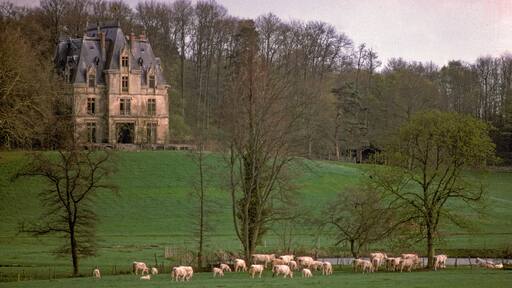 Vache, race Charolaise, Parc naturel régional de la vallée de Chevreuse, 78, Yvelines, France