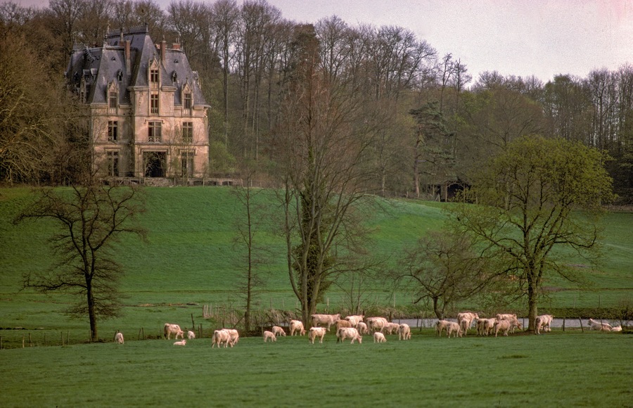 Vache, race Charolaise, Parc naturel régional de la vallée de Chevreuse, 78, Yvelines, France