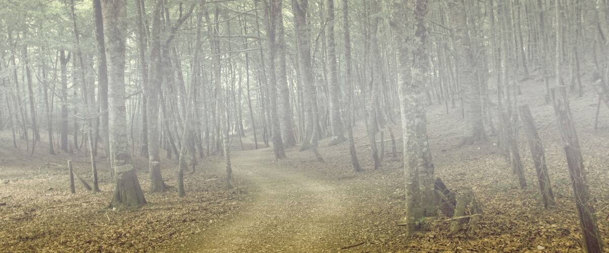 A forest path surrounded by tall trees.