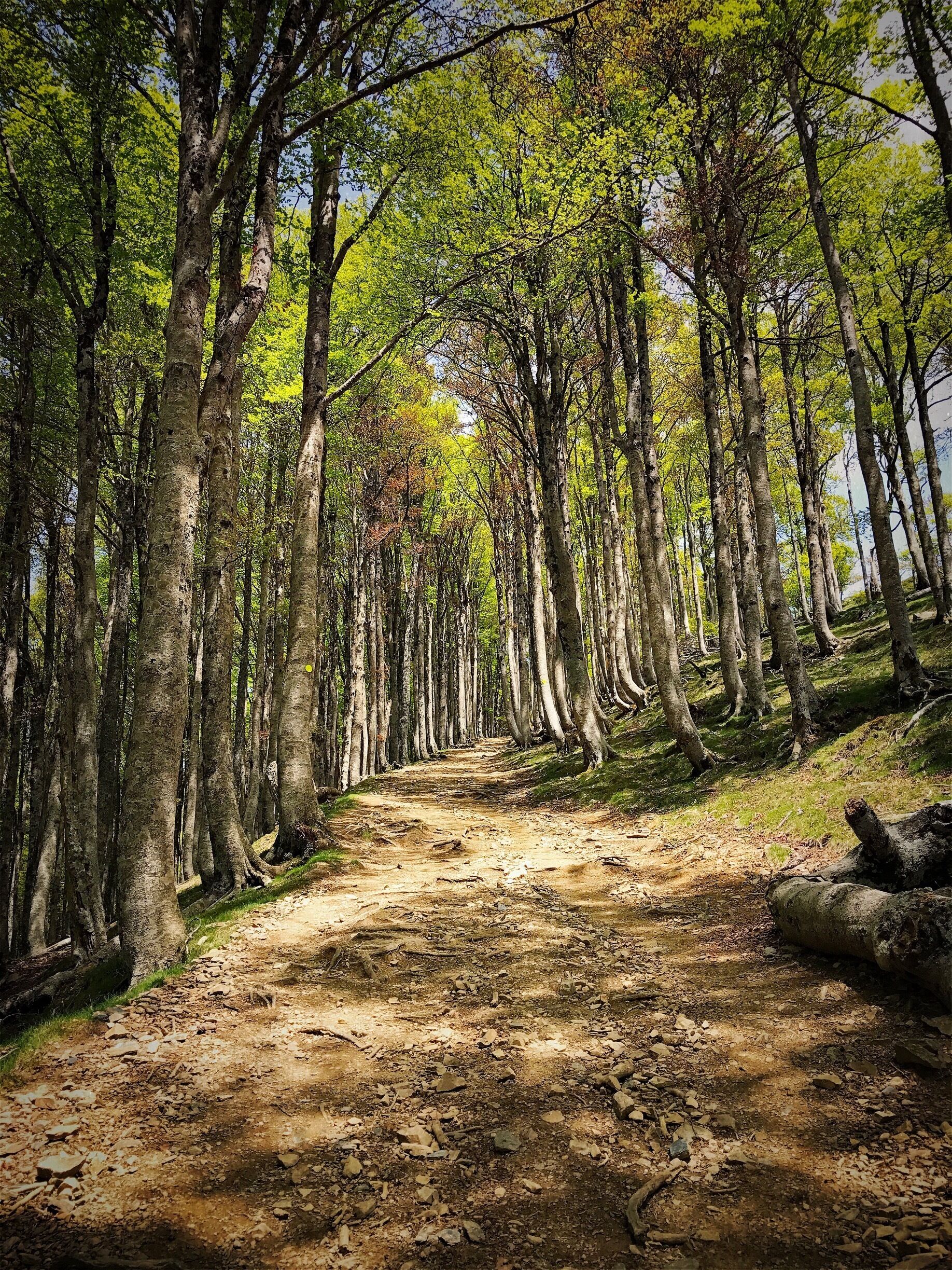 A forest path with tall trees and a dirt trail.
